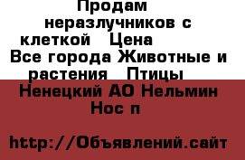 Продам 2 неразлучников с клеткой › Цена ­ 2 500 - Все города Животные и растения » Птицы   . Ненецкий АО,Нельмин Нос п.